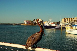 brown pelican port aransas