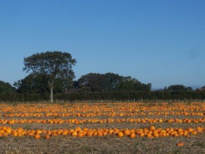 crop of pumpkins